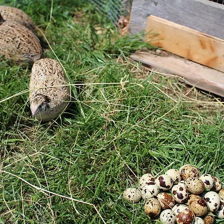 Hotel-pension Das Platzl Hotel 3*