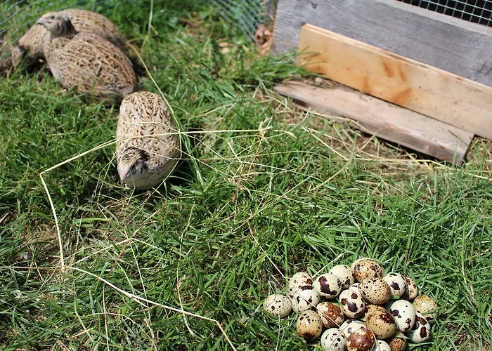 Hotel-pension Platzl Hotell 3*